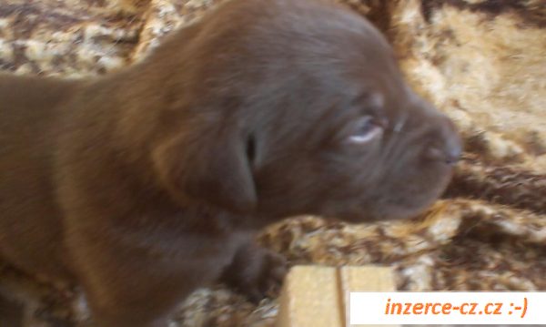 Nabízím štěňátka labradora