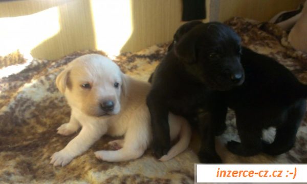 Nabízím štěňátka labradora