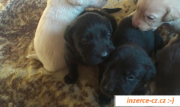 Nabízím štěňátka labradora