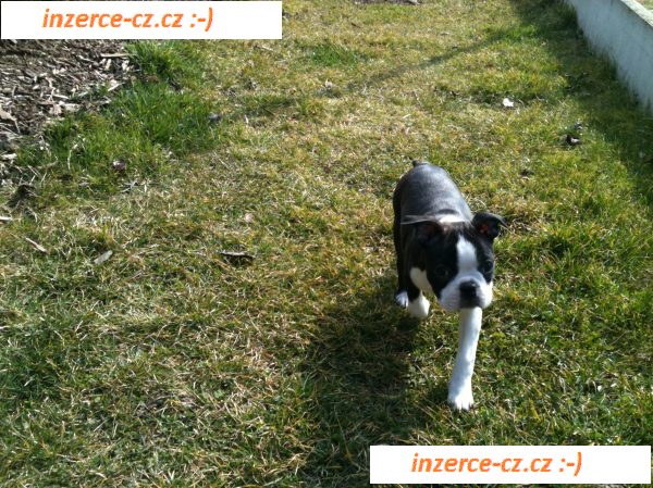 Fenečka Boston Terriera