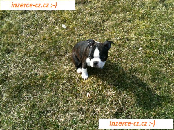 Fenečka Boston Terriera