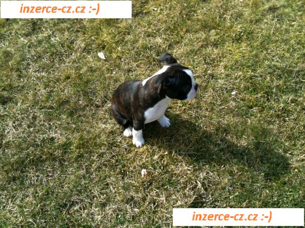 Fenečka Boston Terriera
