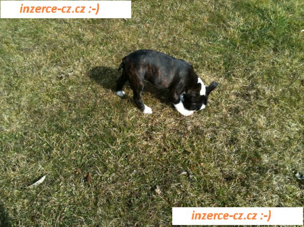Fenečka Boston Terriera