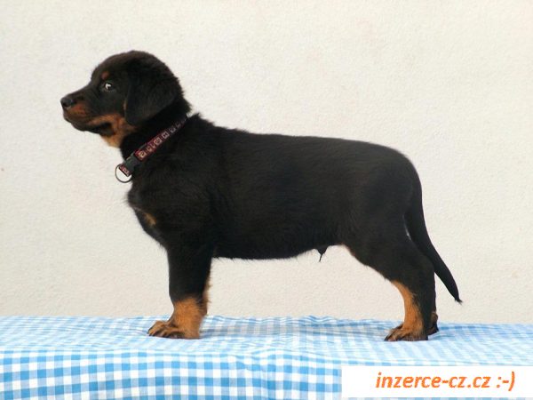 Beauceron štěňátka s PP 