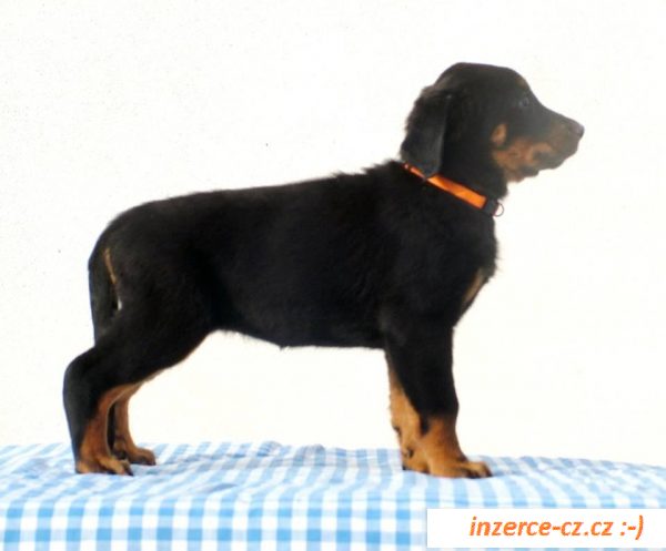 Beauceron štěňátka s PP 