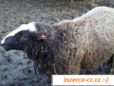 Beran Zwarbles