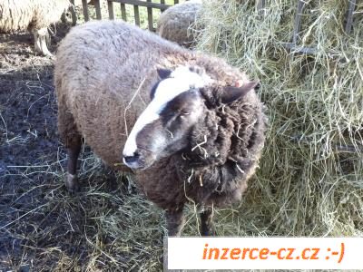 Beran Zwarbles