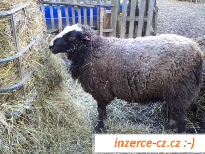 Beran Zwarbles