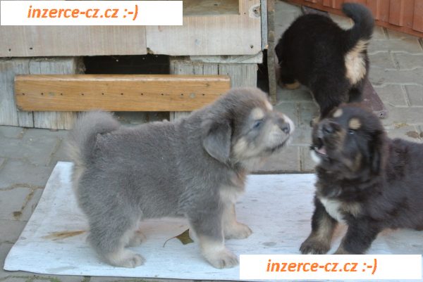 Tibetská doga - štěňata