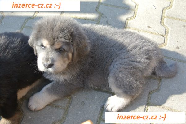 Tibetská doga - štěňata