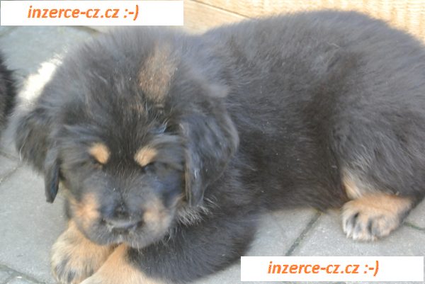 Tibetská doga - štěňata