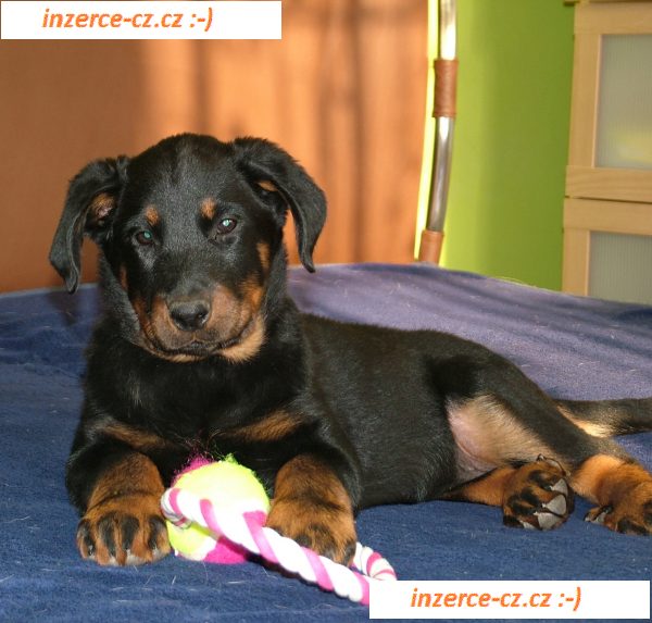 Beauceron štěňátka s PP