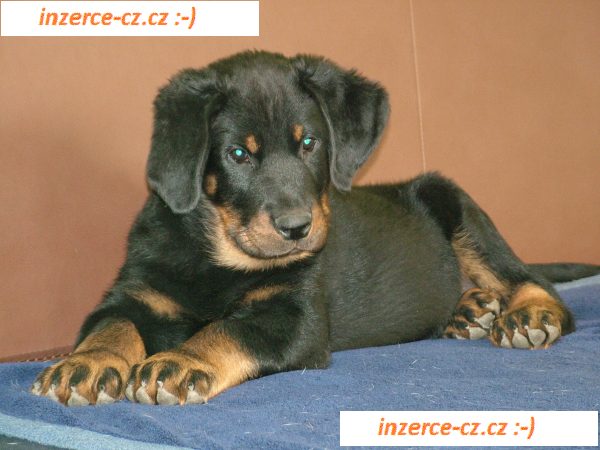 Beauceron štěňátka s PP