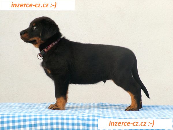 Beauceron štěňátka s PP