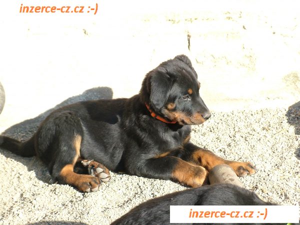 Beauceron štěňátka s PP