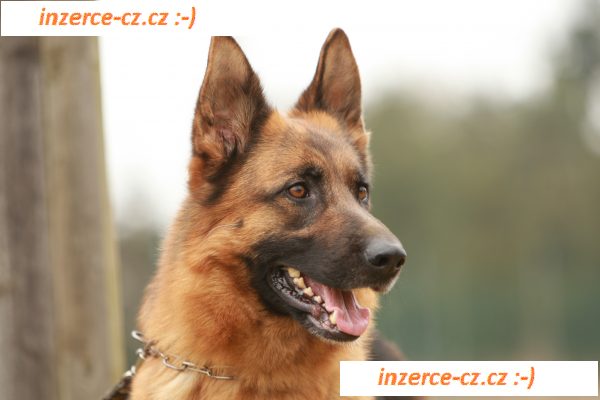 Štěně německého ovčáka s PP