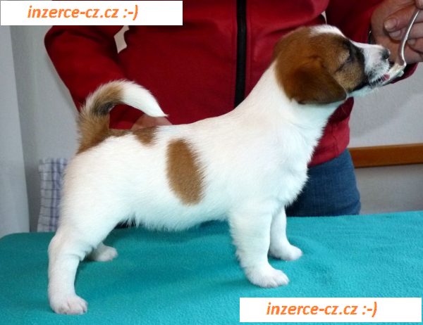 Jack Russel Terier s PP