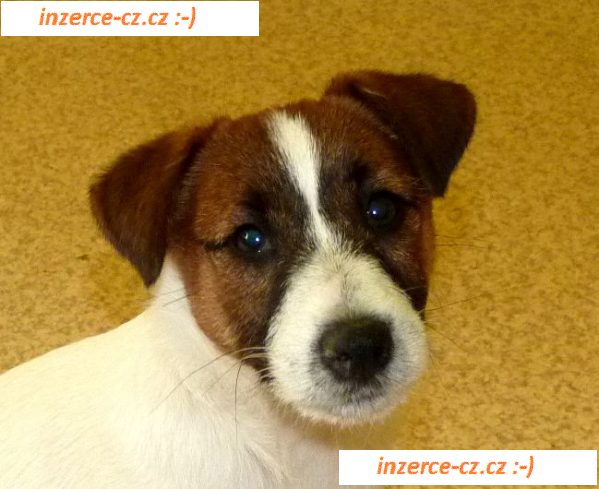 Jack Russel Terier s PP