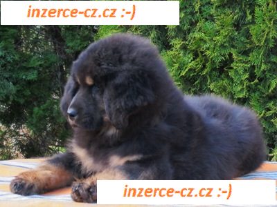 Tibetská doga