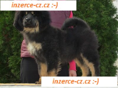 Tibetská doga