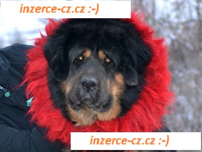 Tibetská doga