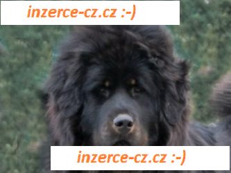 Tibetská doga