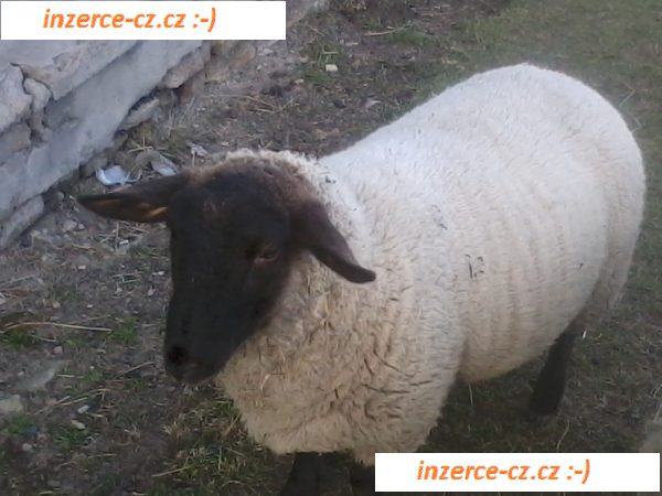 Prodam Ovce