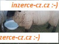 Prodam Ovce