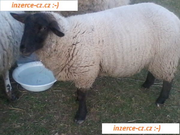 Prodam Ovce