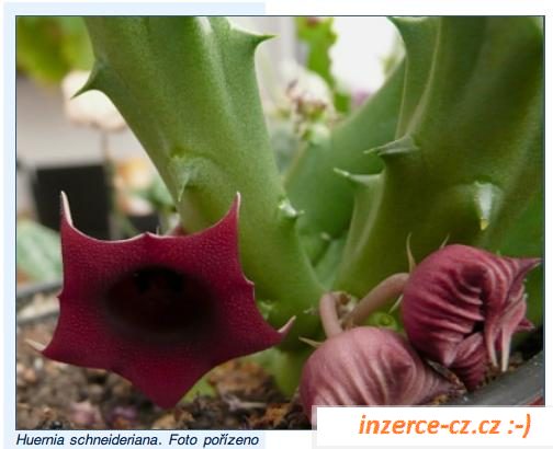 Huernia