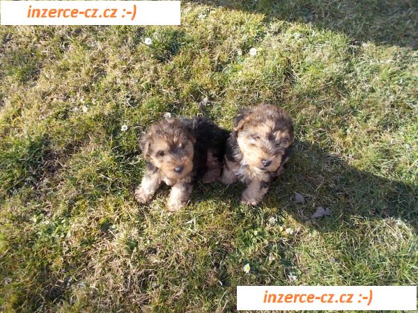 Lakeland teriér štěně pejsek