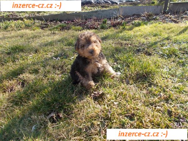 Lakeland teriér štěně pejsek