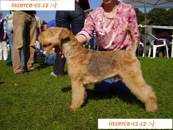 Lakeland teriér štěně pejsek
