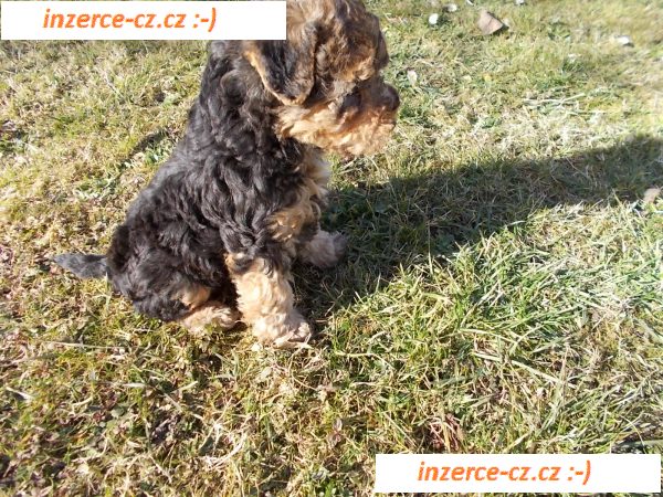 Lakeland teriér štěně pejsek