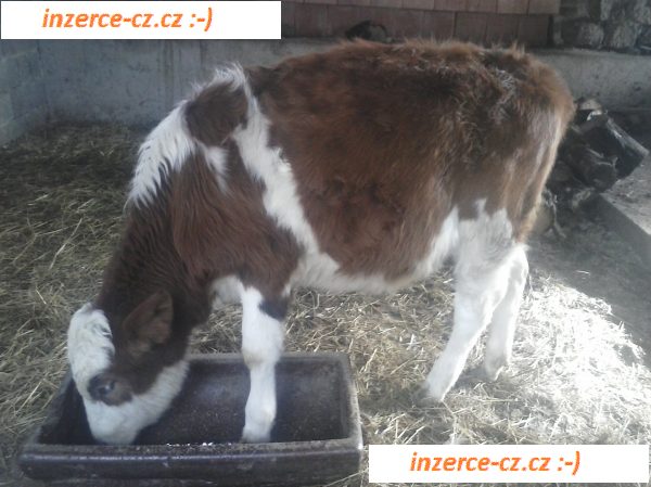 Tábor na farmě