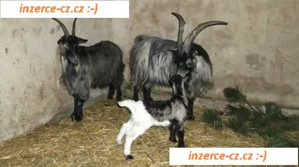 Tábor na farmě
