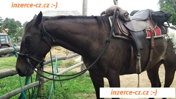 Vyjížďky na koních