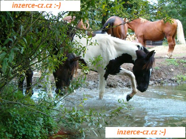 Ustájení na léto