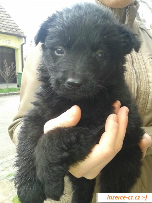 Psíčkové na adopci hledají domov