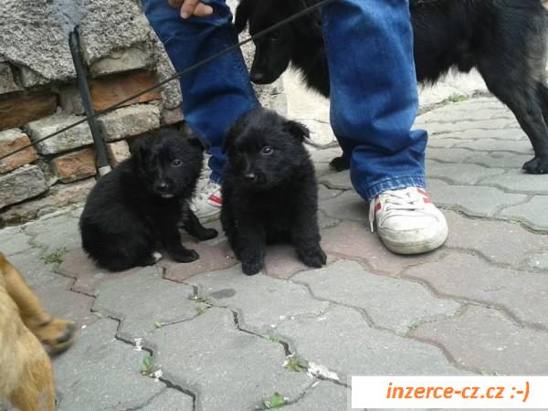 Psíčkové na adopci hledají domov