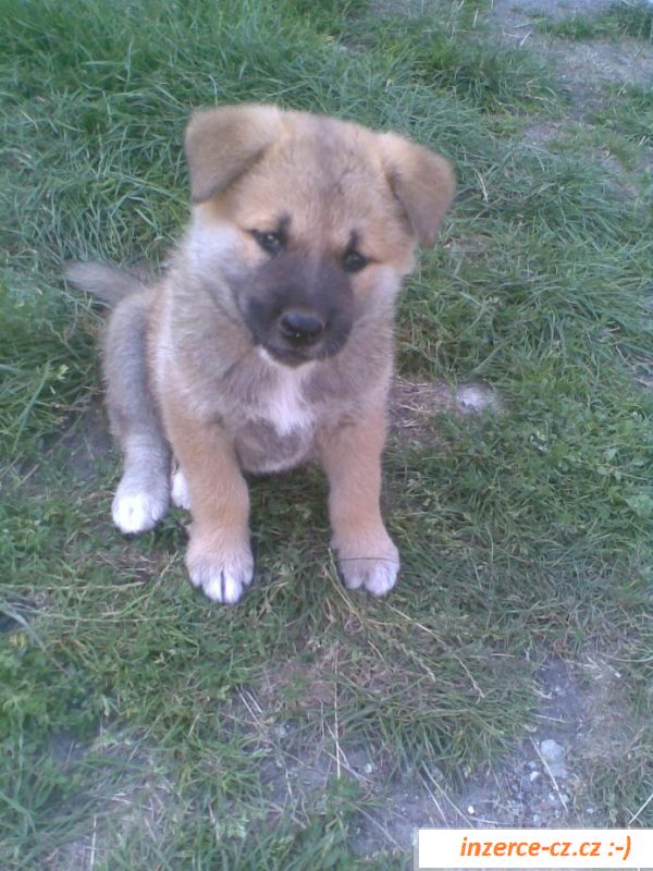Akita-inu