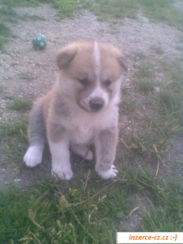 Akita-inu