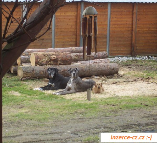 Německá doga-štěňátka 