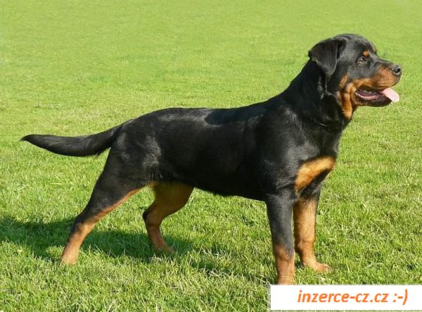 Štěňáta RTW, rottweiler, rotvajler