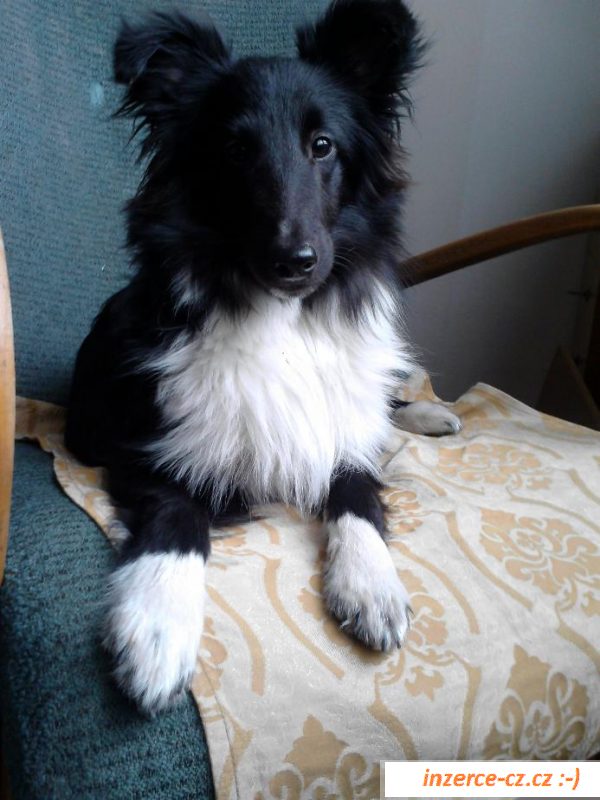 Štěňátko sheltie pejska
