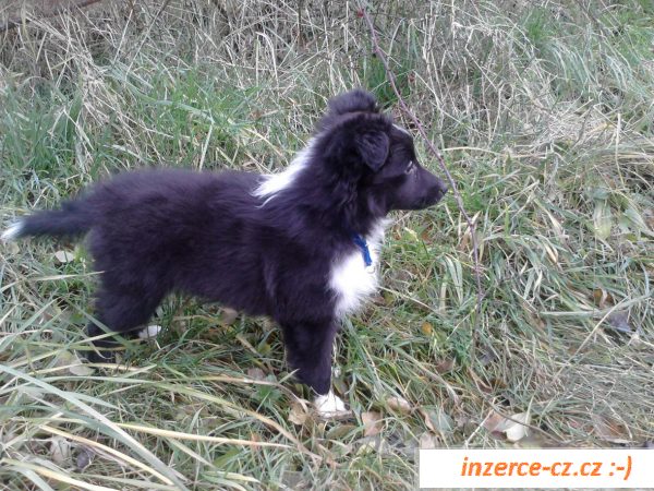 Štěňátko sheltie pejska