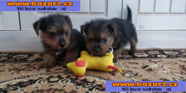 Norfolk Terrier