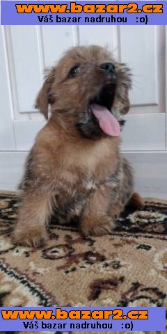 Norfolk Terrier
