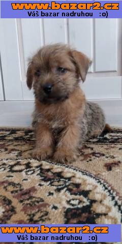 Norfolk Terrier