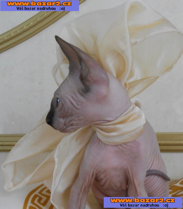K dispozici doma odchovaná koťata Sphynx